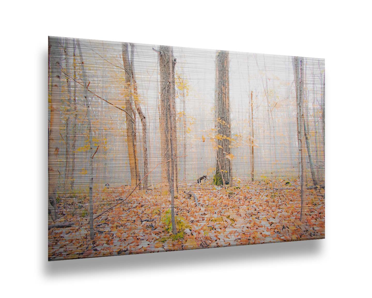 A photo of a forest in autumn on a bright morning, with orange leaves layering the ground. A pale fog obscures the trees in the far distance. Printed on metal.