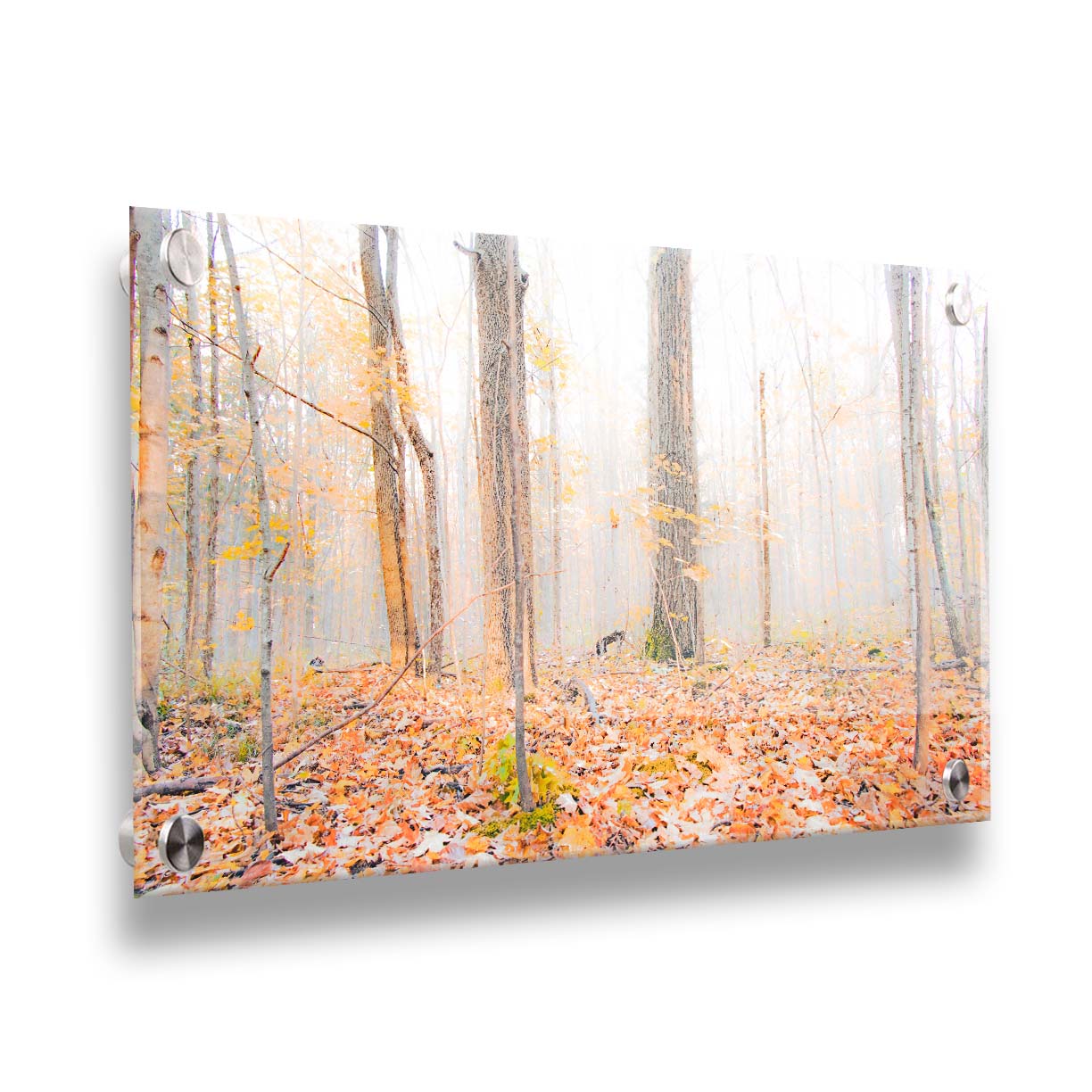 A photo of a forest in autumn on a bright morning, with orange leaves layering the ground. A pale fog obscures the trees in the far distance. Printed on acrylic.