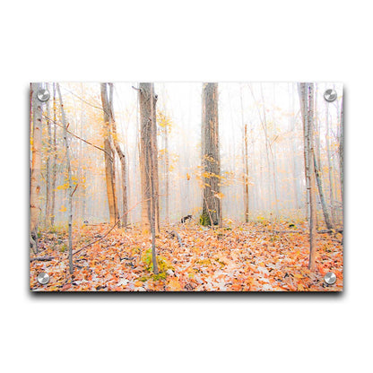 A photo of a forest in autumn on a bright morning, with orange leaves layering the ground. A pale fog obscures the trees in the far distance. Printed on acrylic.