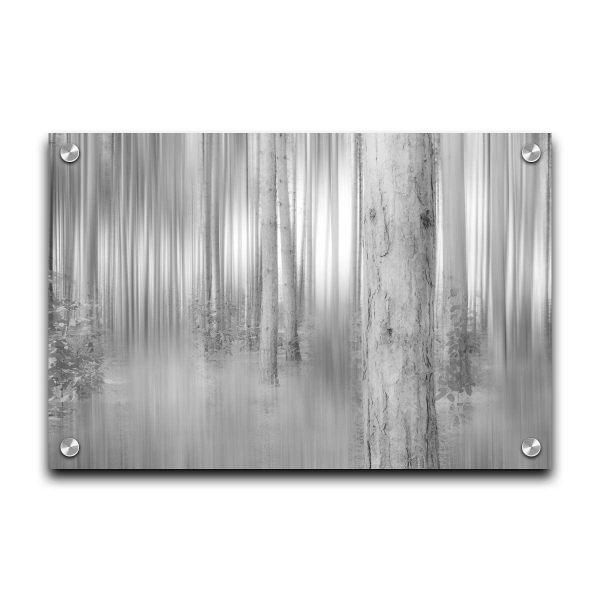 A grayscale photo of a forest of tree trunks, edited with a dramy blur that emphasizes the verticality of the trees. Printed on acrylic.