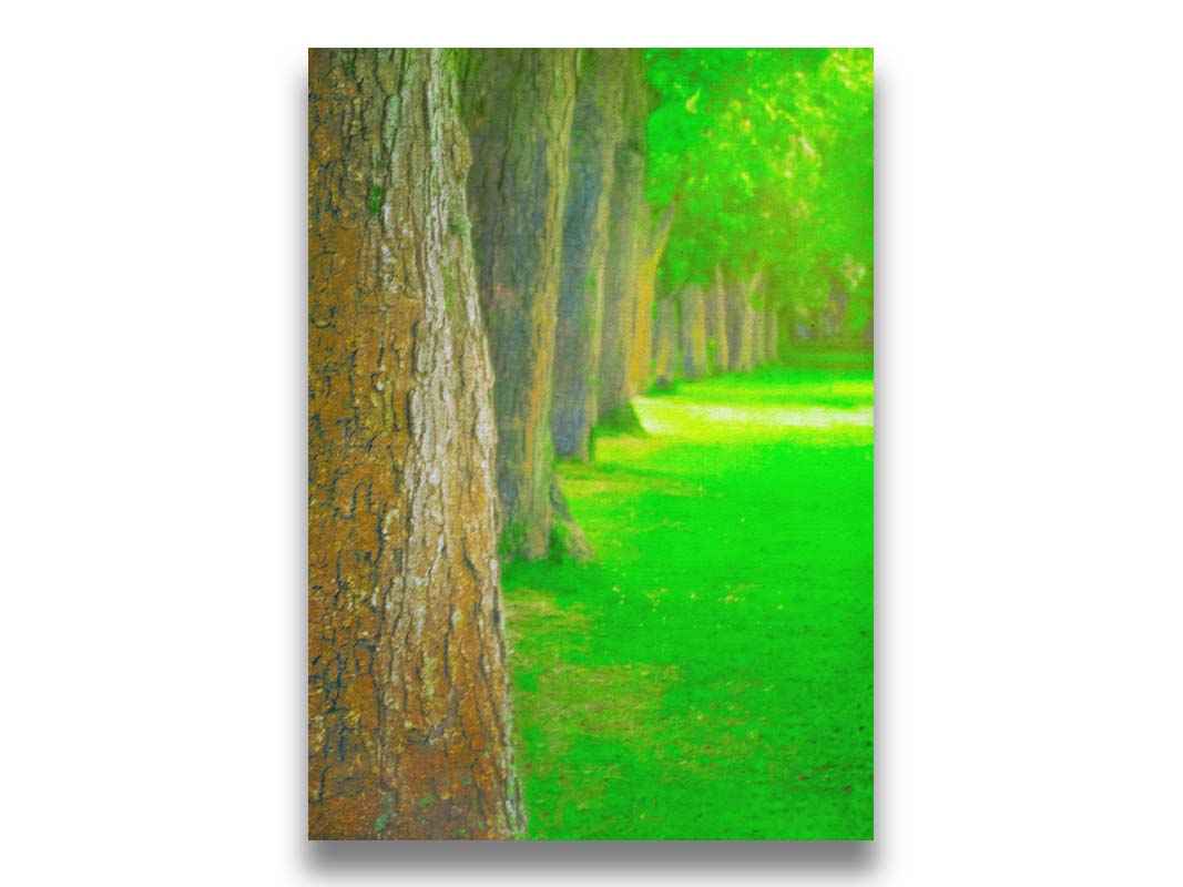 A bright green photo looking down a line of trees' trunks. Printed on canvas.