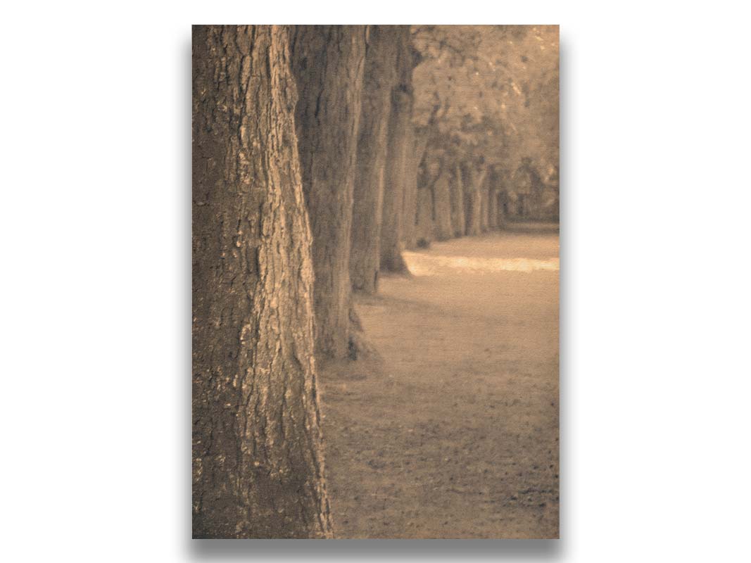 A sepia photo looking down a line of trees' trunks. Printed on canvas.