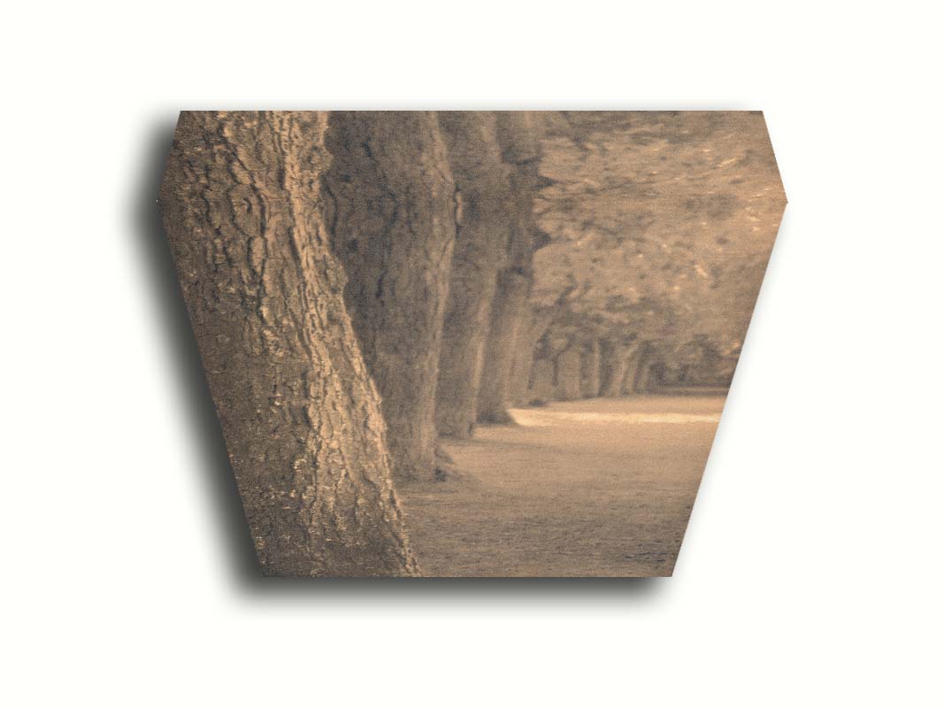 A sepia photo looking down a line of trees' trunks. Printed on canvas.