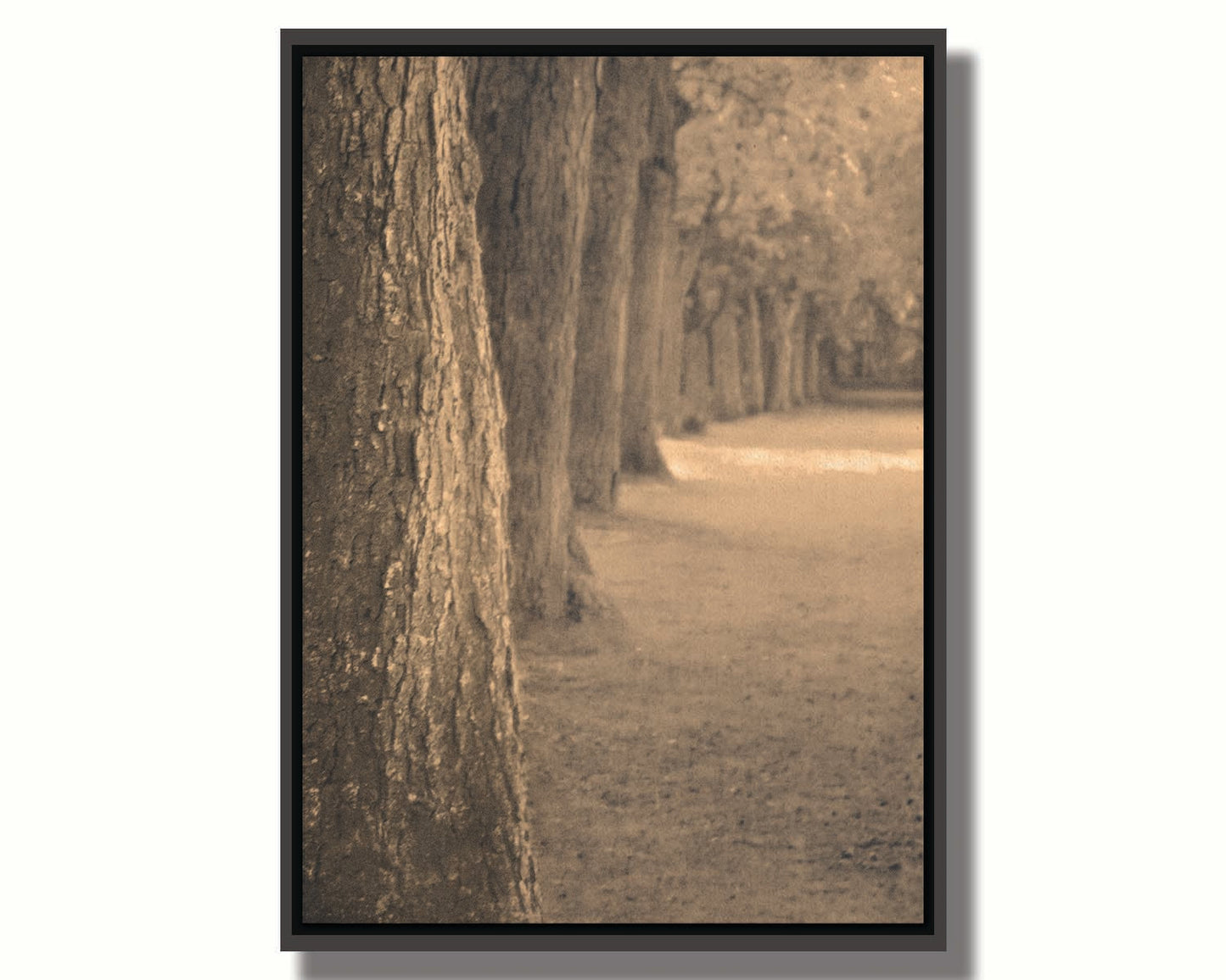 A sepia photo looking down a line of trees' trunks. Printed on canvas in a float frame.