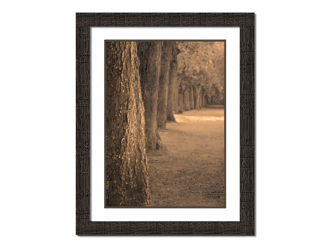 A sepia photo looking down a line of trees' trunks. Printed on paper, matted, and framed.