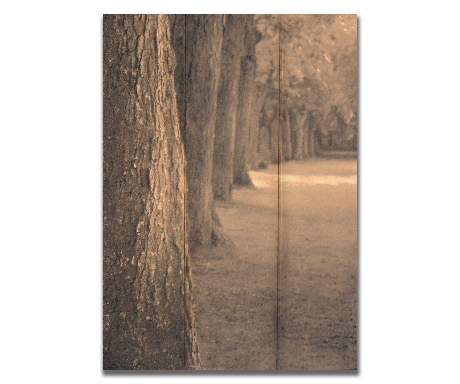 A sepia photo looking down a line of trees' trunks. Printed on a box board.