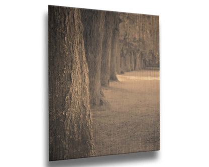 A sepia photo looking down a line of trees' trunks. Printed on metal.