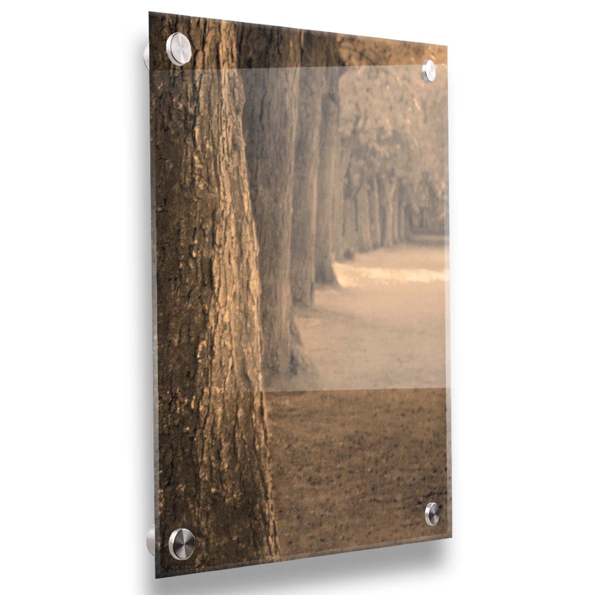 A sepia photo looking down a line of trees' trunks. Printed on acrylic.