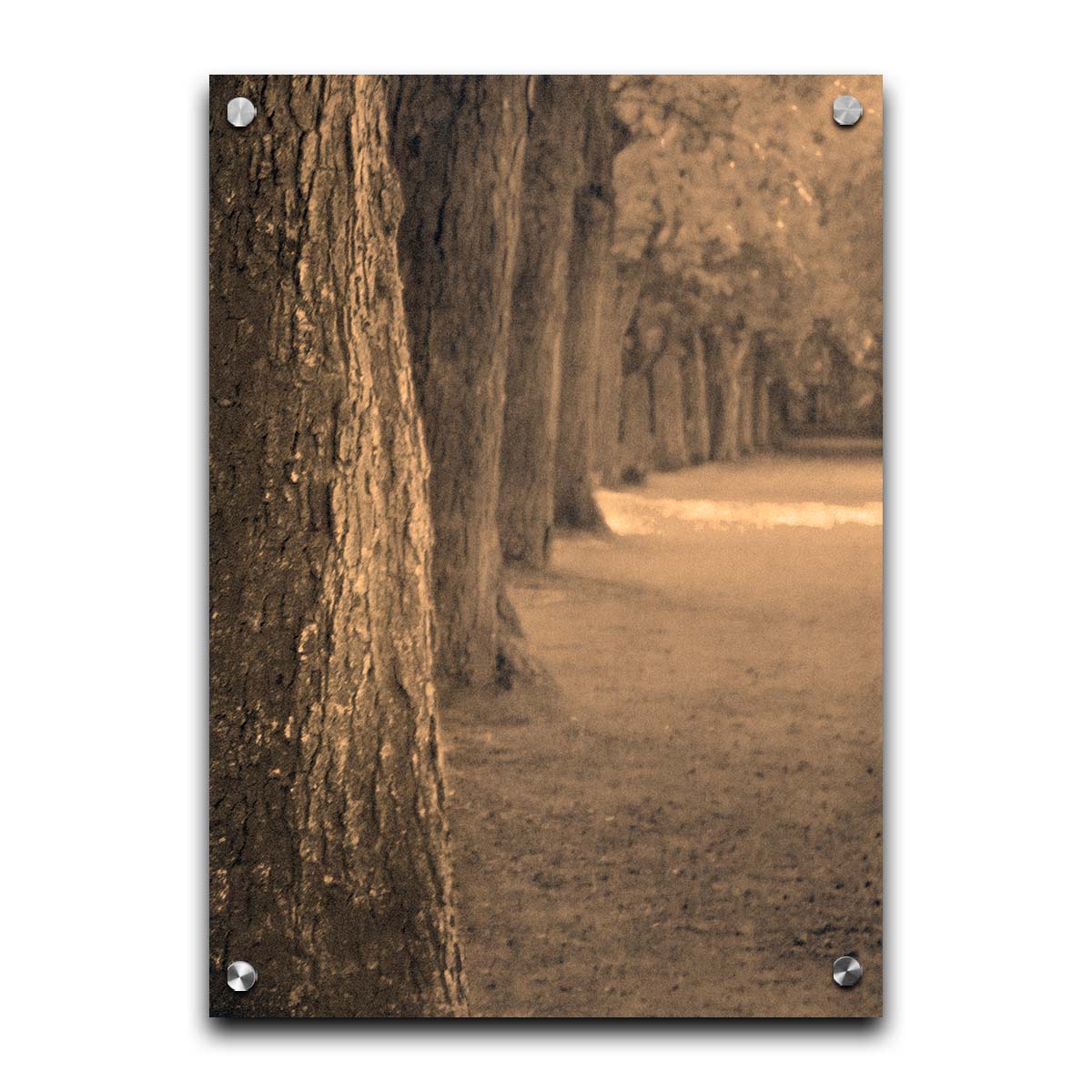 A sepia photo looking down a line of trees' trunks. Printed on acrylic.