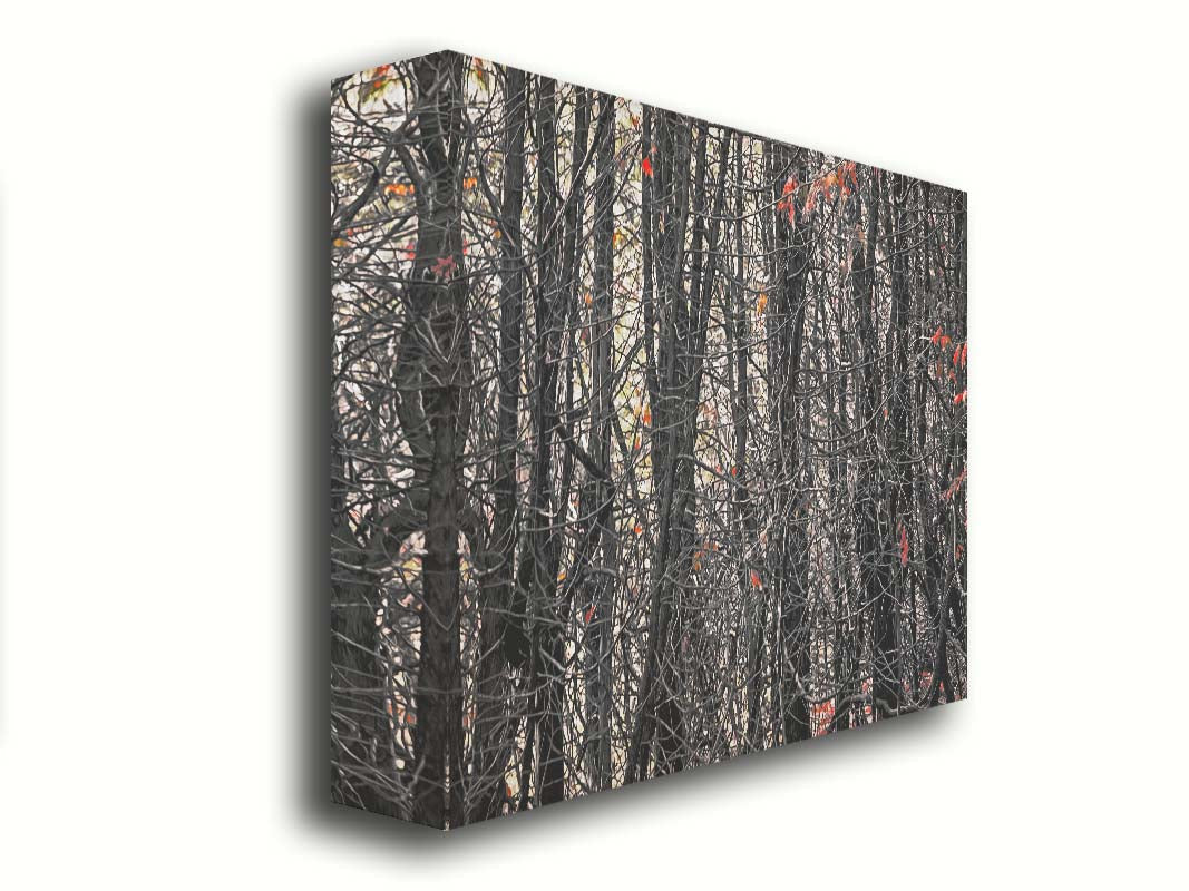 A photo of a dense thicket of branches in grayscale, with red spot color on the few leaves left on the branches. Printed on canvas.