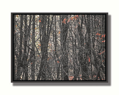 A photo of a dense thicket of branches in grayscale, with red spot color on the few leaves left on the branches. Printed on canvas in a float frame.