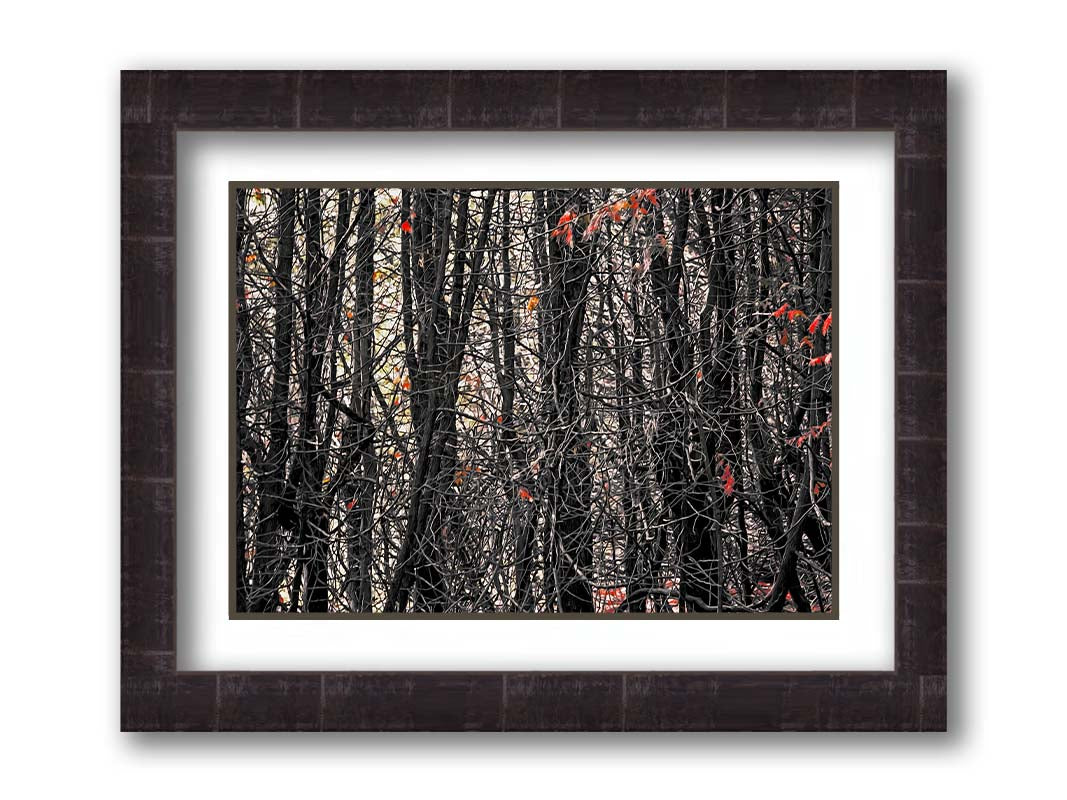 A photo of a dense thicket of branches in grayscale, with red spot color on the few leaves left on the branches. Printed on paper, matted, and framed.