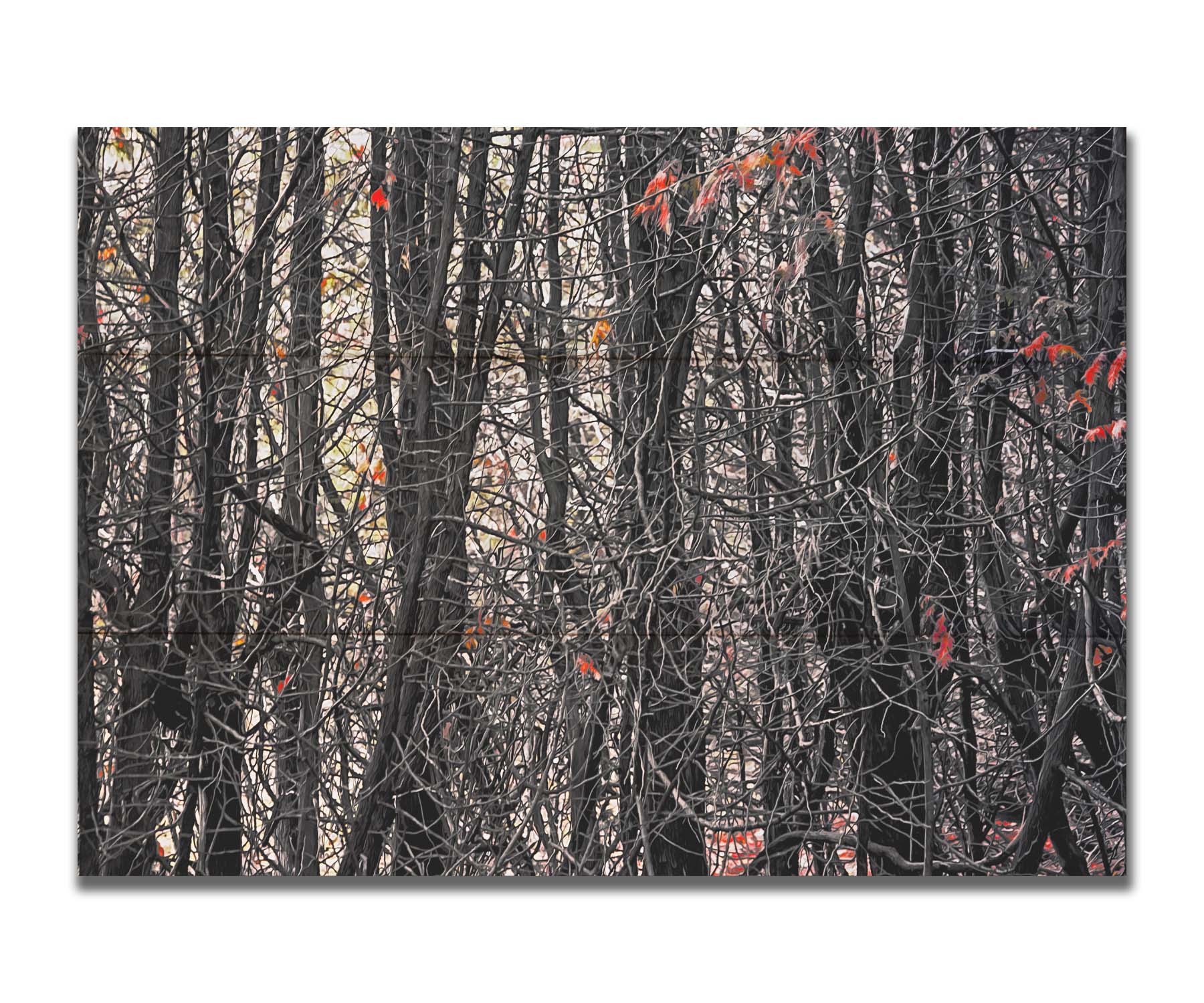 A photo of a dense thicket of branches in grayscale, with red spot color on the few leaves left on the branches. Printed on a box board.