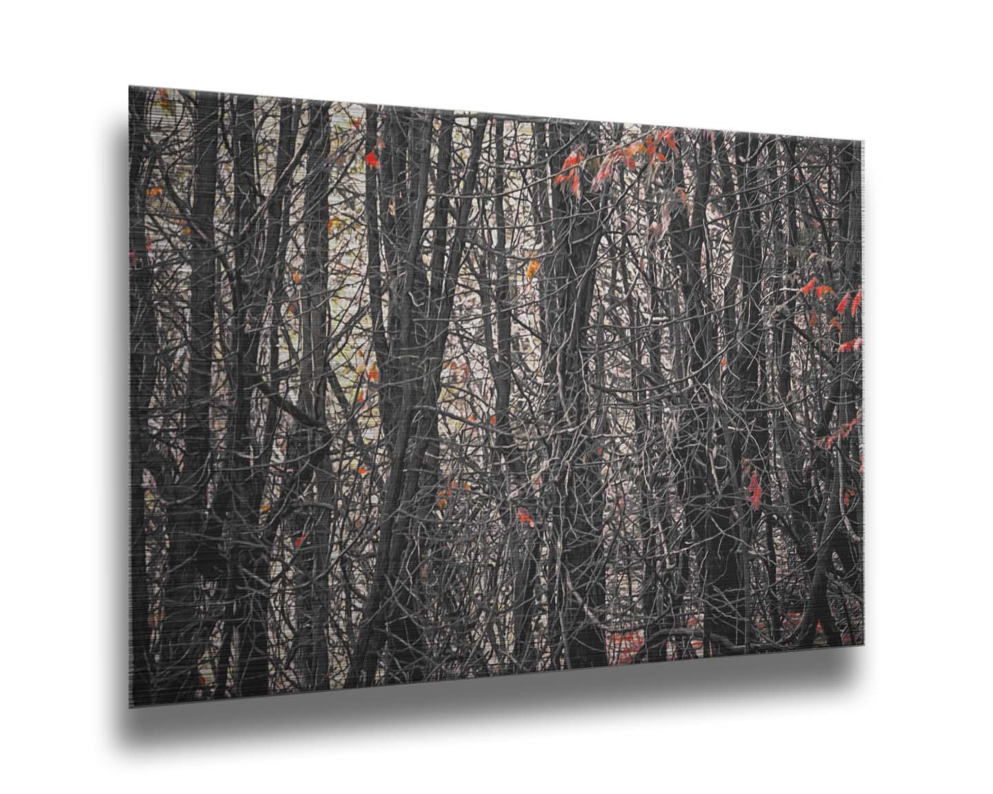 A photo of a dense thicket of branches in grayscale, with red spot color on the few leaves left on the branches. Printed on metal.