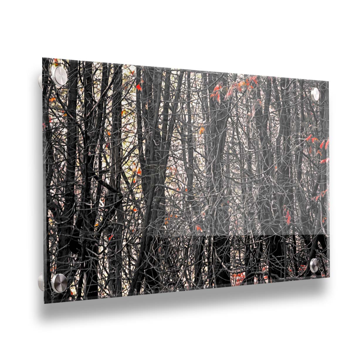 A photo of a dense thicket of branches in grayscale, with red spot color on the few leaves left on the branches. Printed on acrylic.