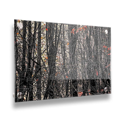 A photo of a dense thicket of branches in grayscale, with red spot color on the few leaves left on the branches. Printed on acrylic.