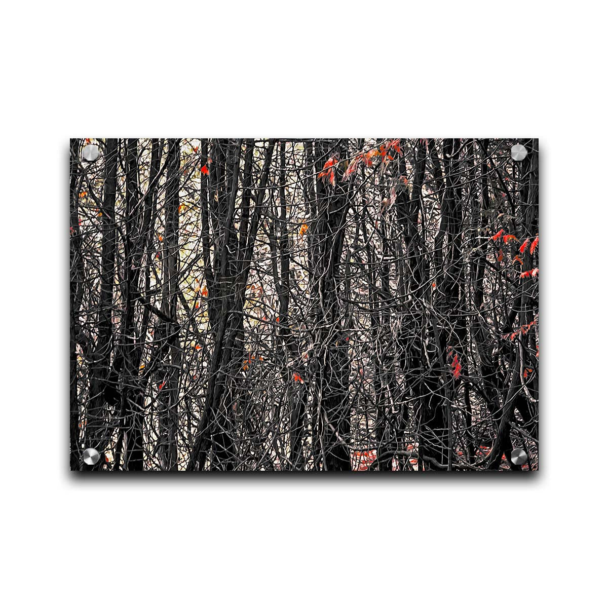 A photo of a dense thicket of branches in grayscale, with red spot color on the few leaves left on the branches. Printed on acrylic.