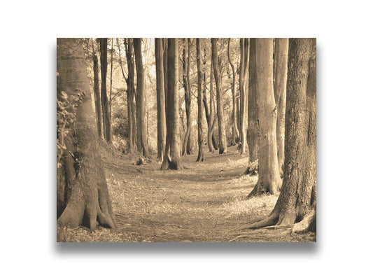 A sepia photo of a winding forest path. Printed on canvas.