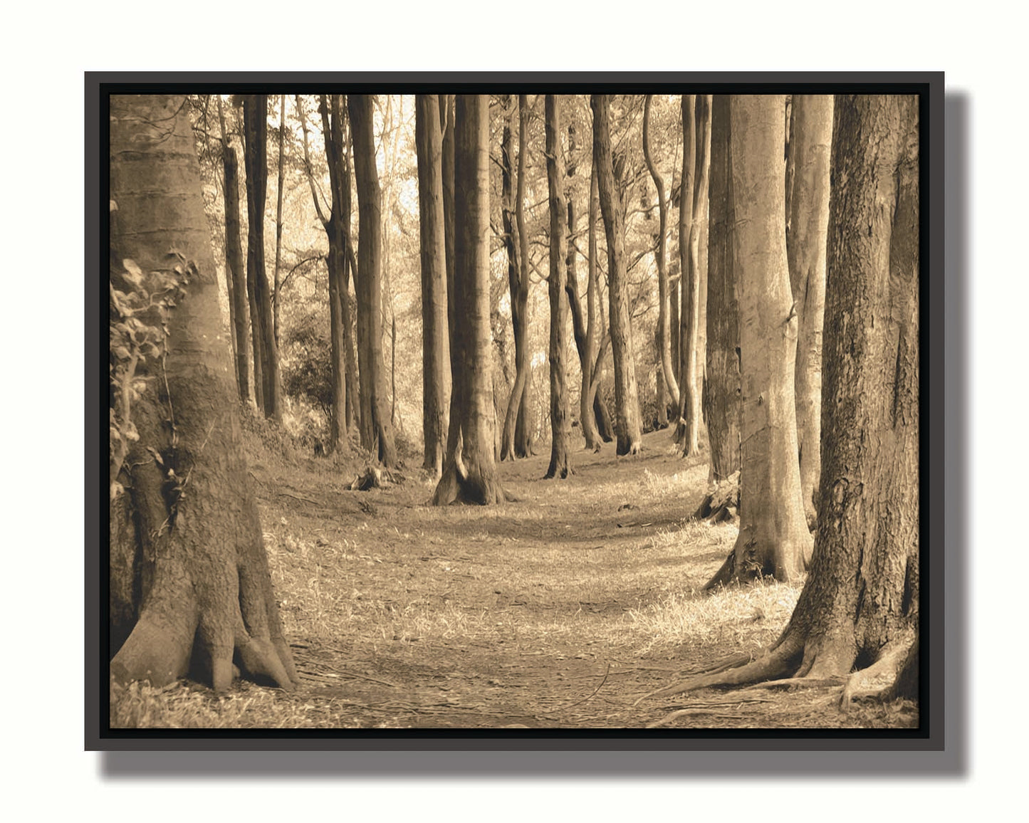 A sepia photo of a winding forest path. Printed on canvas in a float frame.