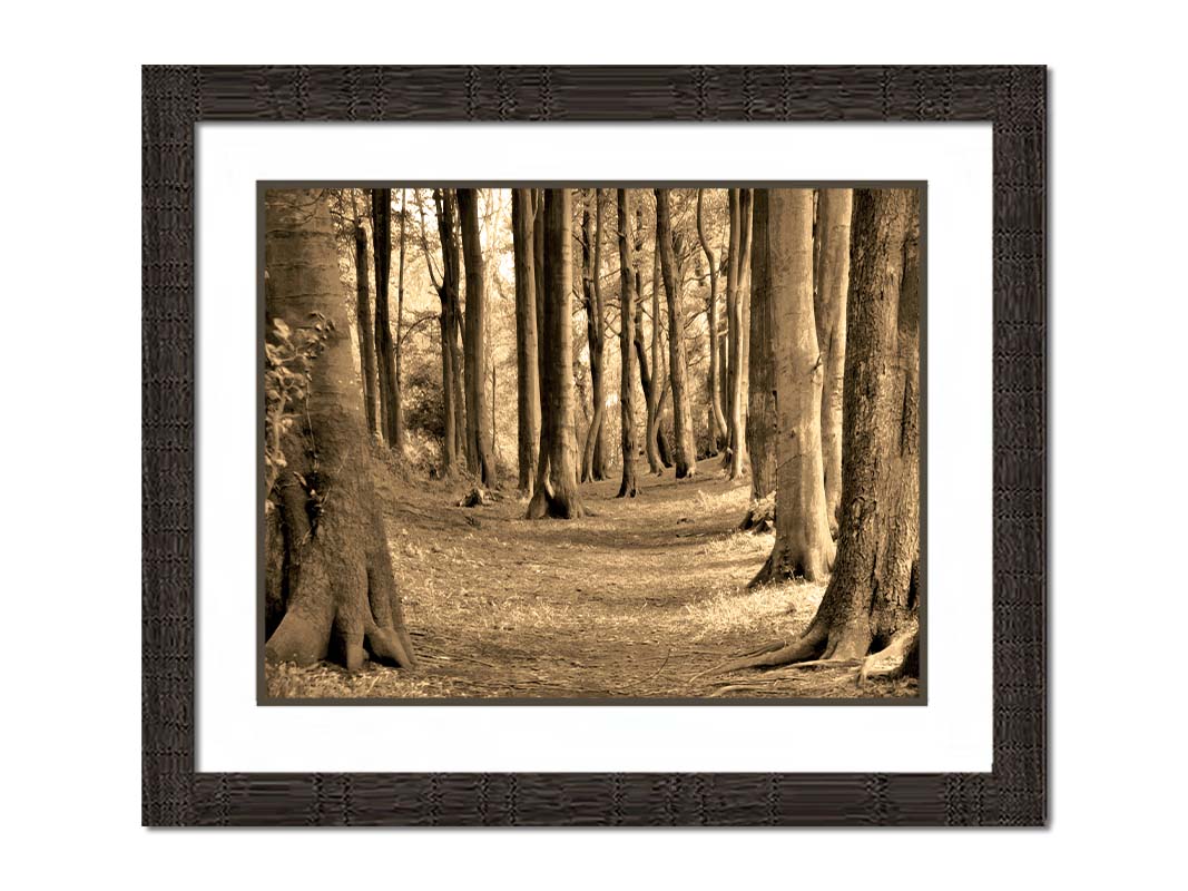 A sepia photo of a winding forest path. Printed on paper, matted, and framed.