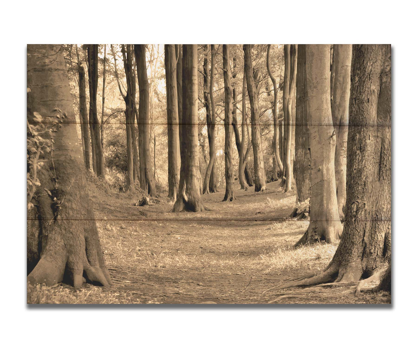 A sepia photo of a winding forest path. Printed on a box board.