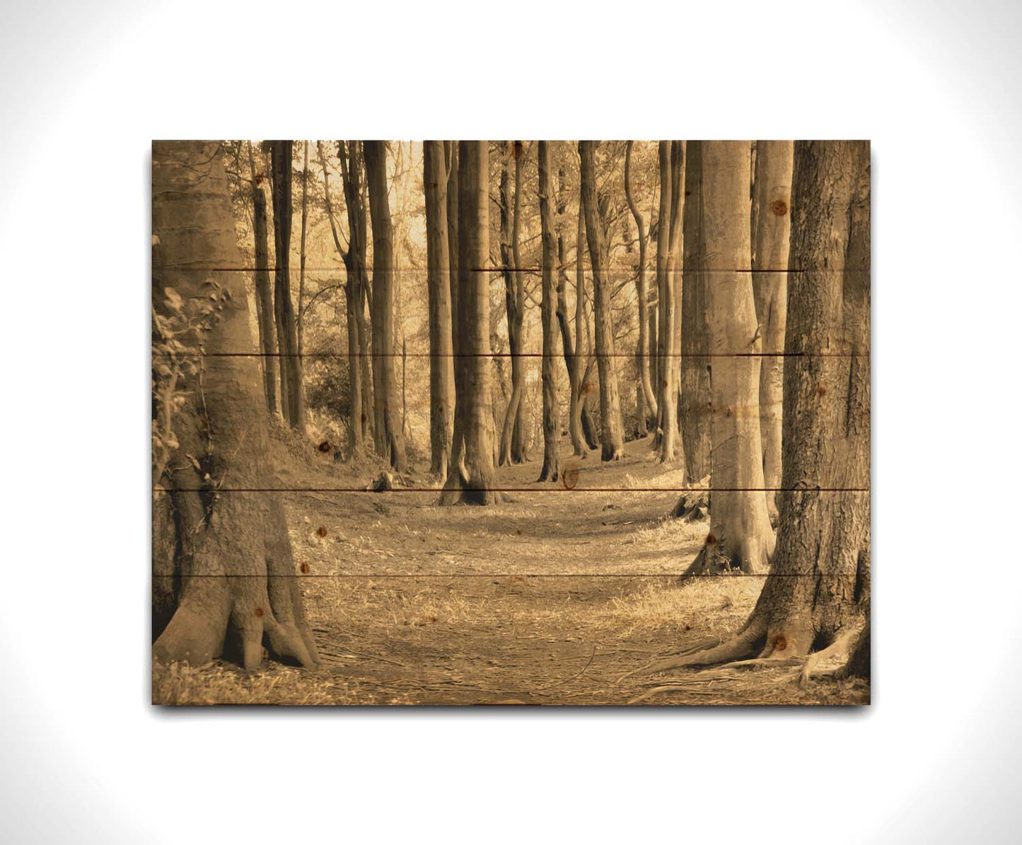 A sepia photo of a winding forest path. Printed on a wood pallet.