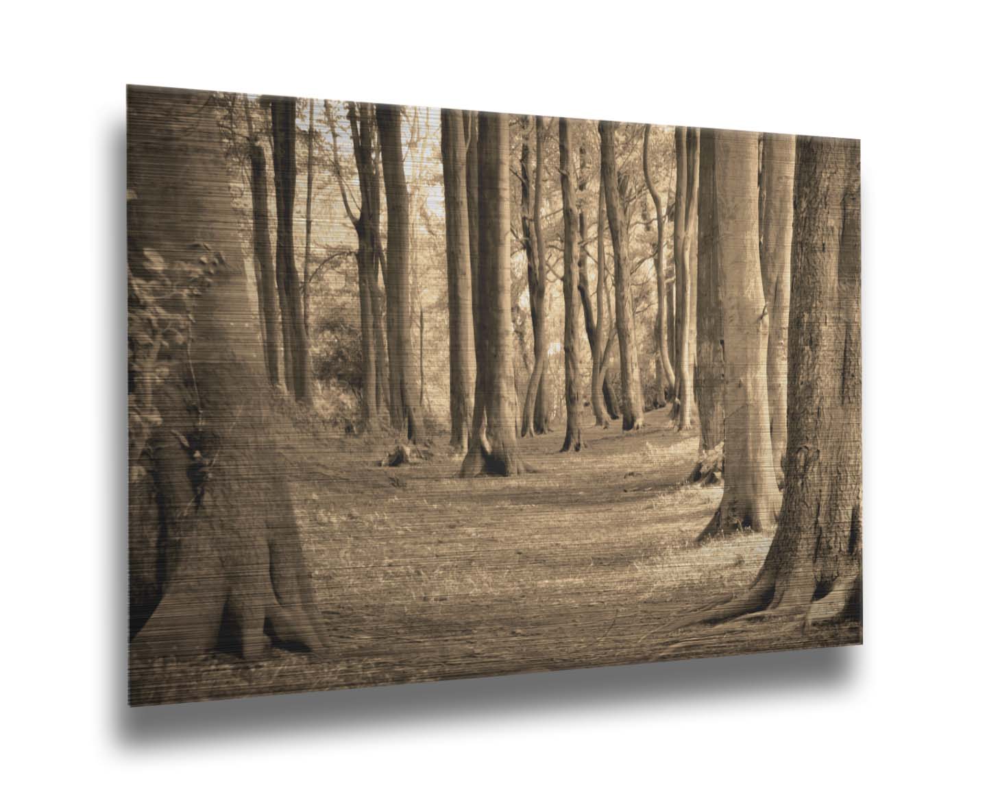 A sepia photo of a winding forest path. Printed on metal.