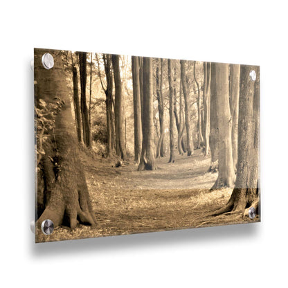 A sepia photo of a winding forest path. Printed on acrylic.