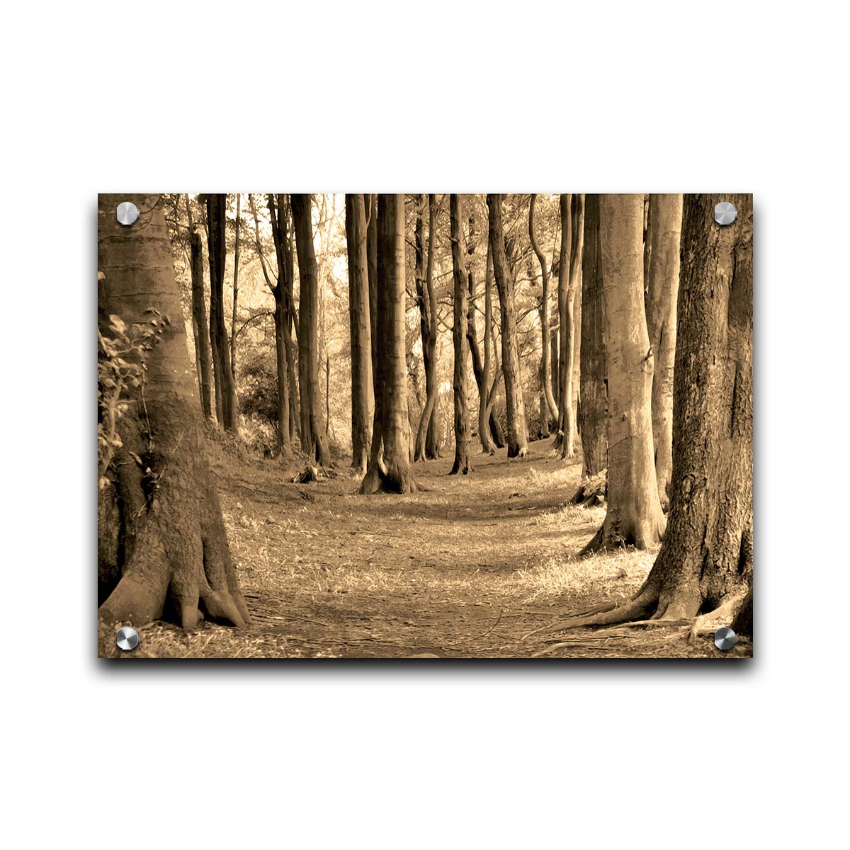 A sepia photo of a winding forest path. Printed on acrylic.