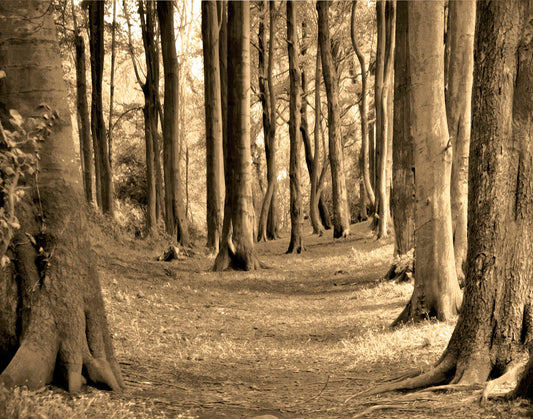 A sepia photo of a winding forest path. 
