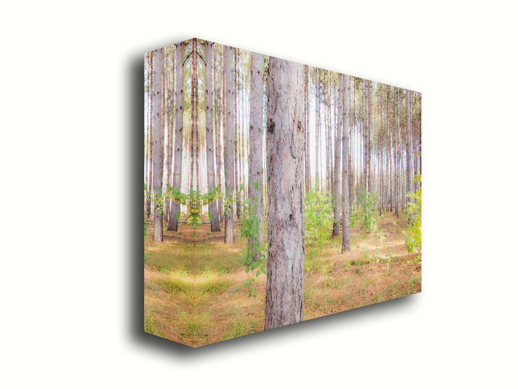 A photograph of a forest of trees, focusing on the warm gray bark. Printed on canvas.