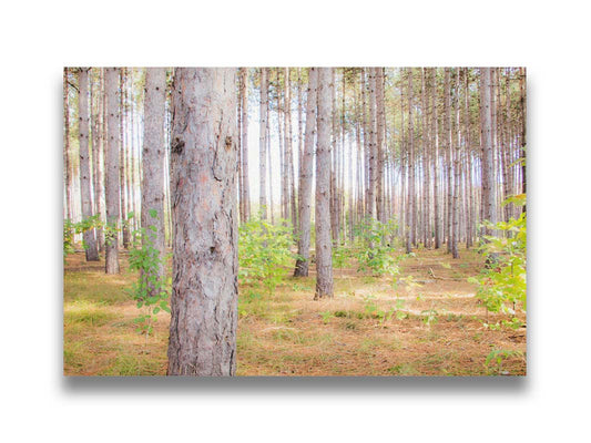 A photograph of a forest of trees, focusing on the warm gray bark. Printed on canvas.