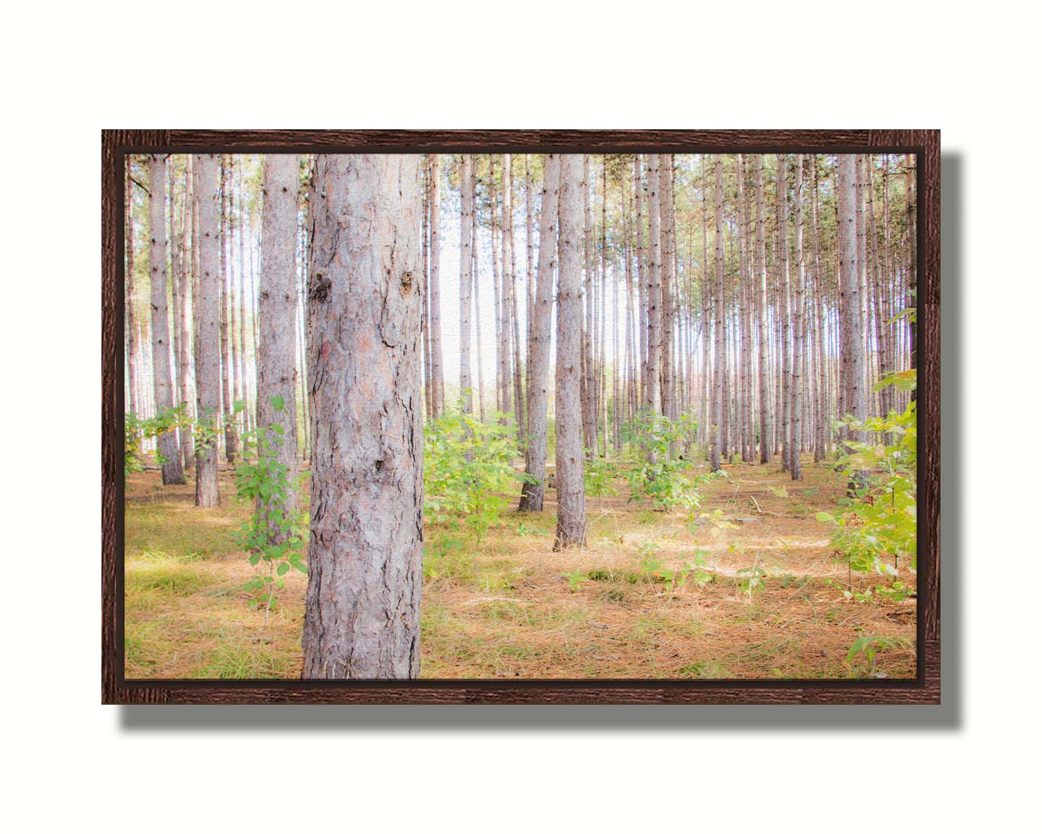 A photograph of a forest of trees, focusing on the warm gray bark. Printed on canvas in a float frame.