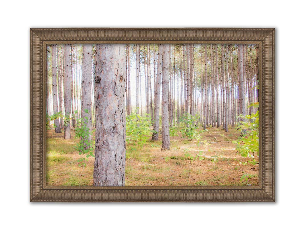 A photograph of a forest of trees, focusing on the warm gray bark. Printed on canvas and framed.