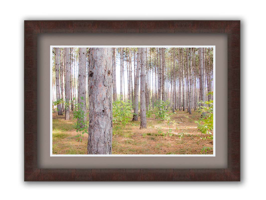 A photograph of a forest of trees, focusing on the warm gray bark. Printed on paper, matted, and framed.