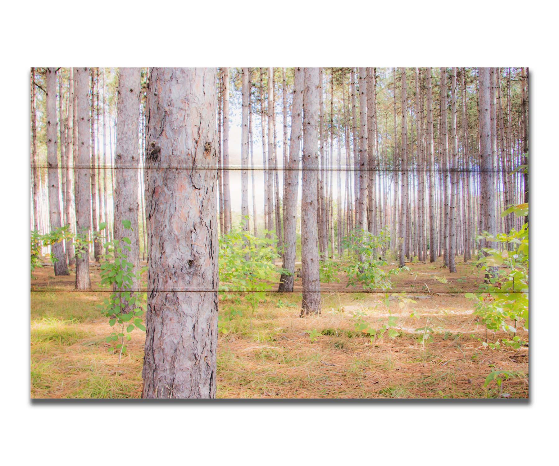 A photograph of a forest of trees, focusing on the warm gray bark. Printed on a box board.