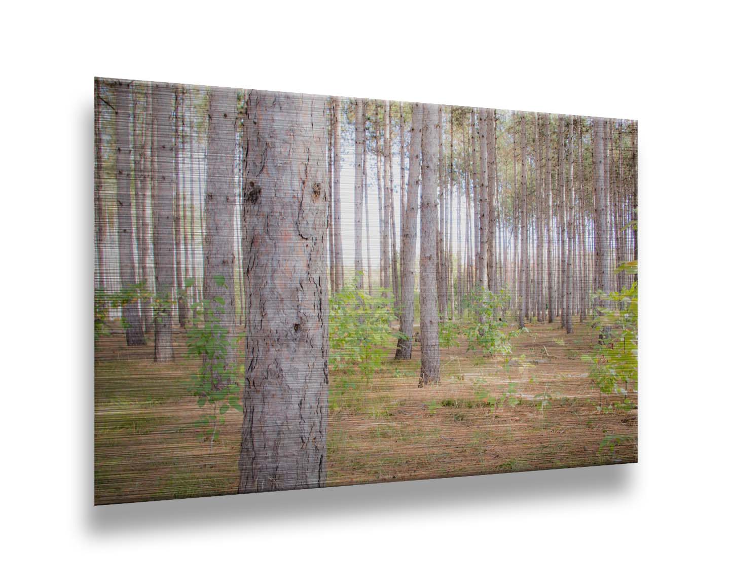 A photograph of a forest of trees, focusing on the warm gray bark. Printed on metal.