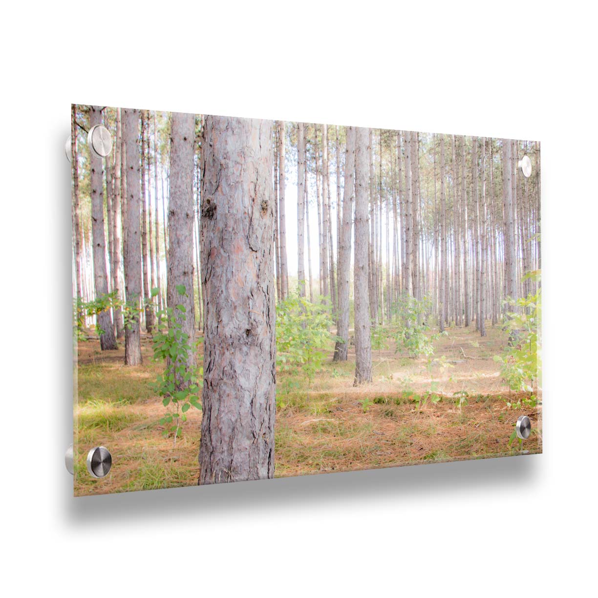 A photograph of a forest of trees, focusing on the warm gray bark. Printed on acrylic.