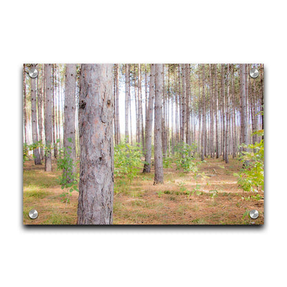 A photograph of a forest of trees, focusing on the warm gray bark. Printed on acrylic.