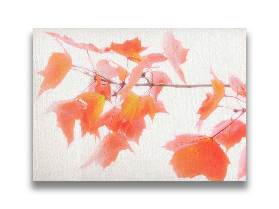 A photo of a twig covered in orange leaves against a bright white background. Printed on canvas.