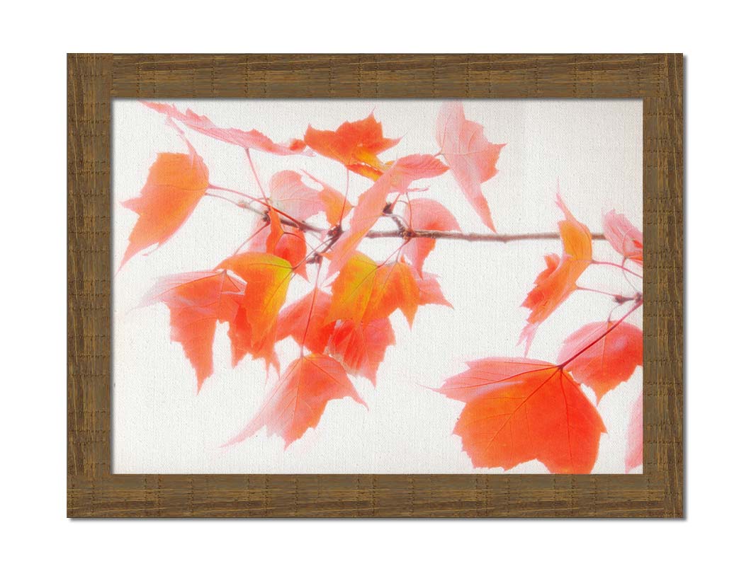 A photo of a twig covered in orange leaves against a bright white background. Printed on canvas and framed.