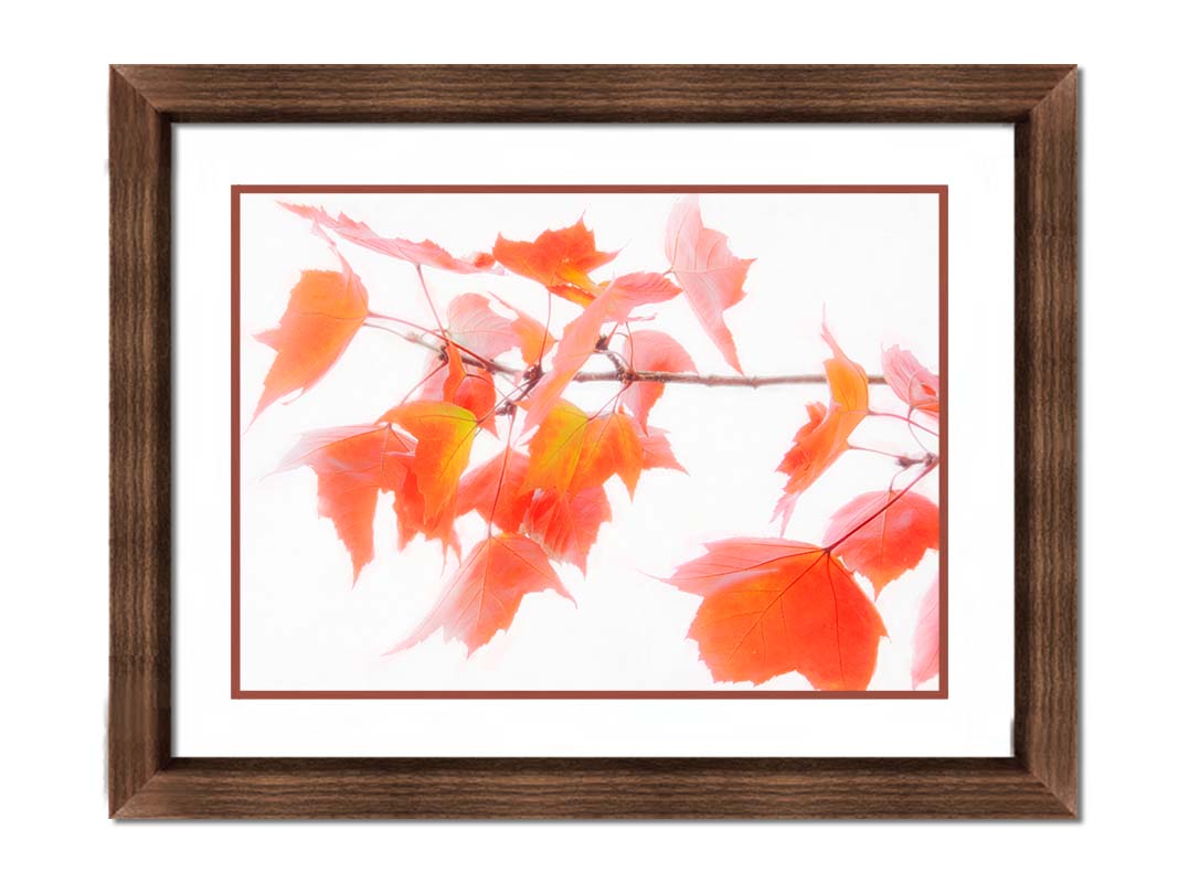 A photo of a twig covered in orange leaves against a bright white background. Printed on paper, matted, and framed.