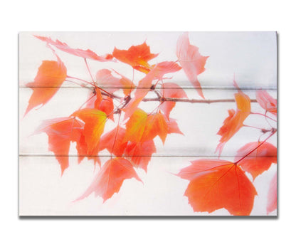 A photo of a twig covered in orange leaves against a bright white background. Printed on a box board.