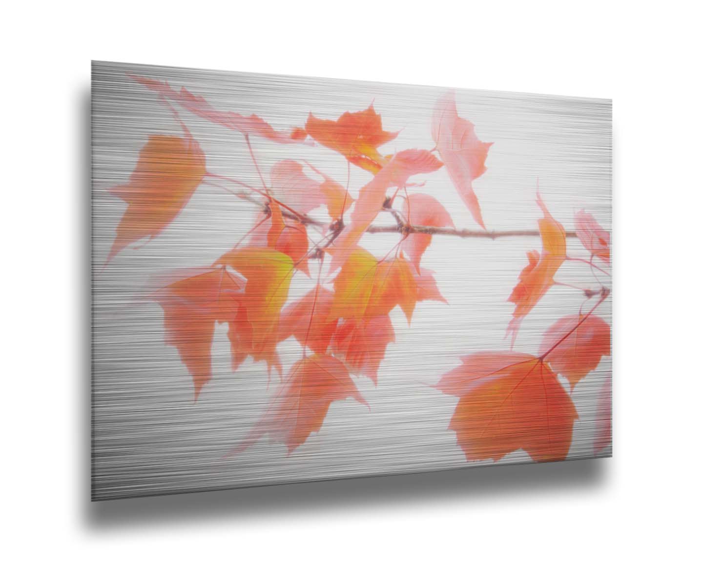 A photo of a twig covered in orange leaves against a bright white background. Printed on metal.