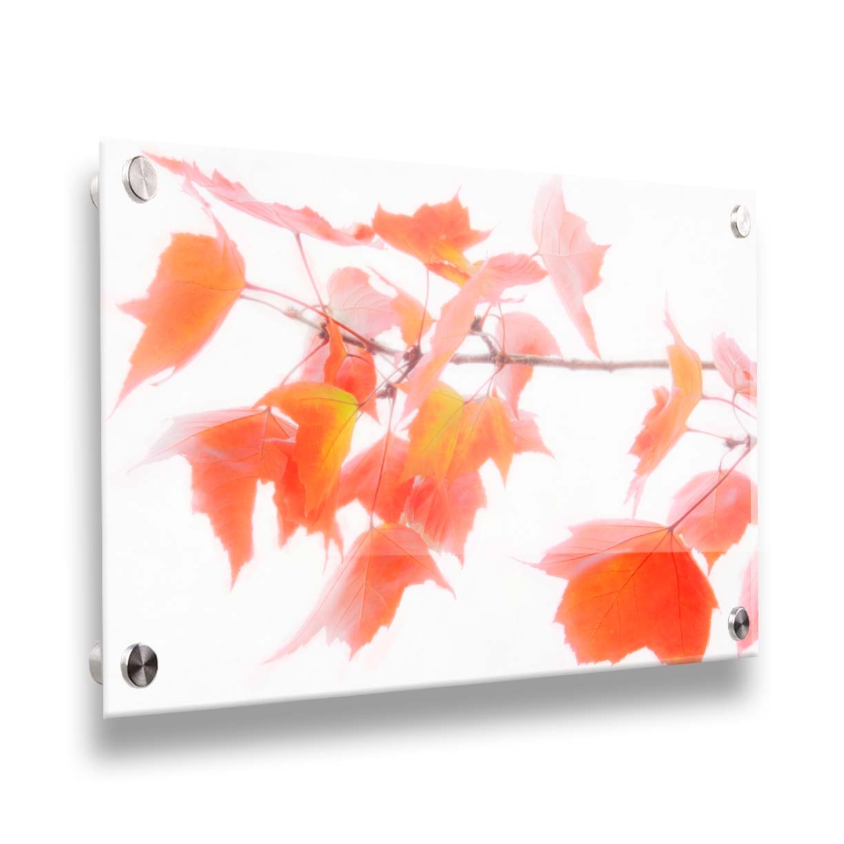 A photo of a twig covered in orange leaves against a bright white background. Printed on acrylic.