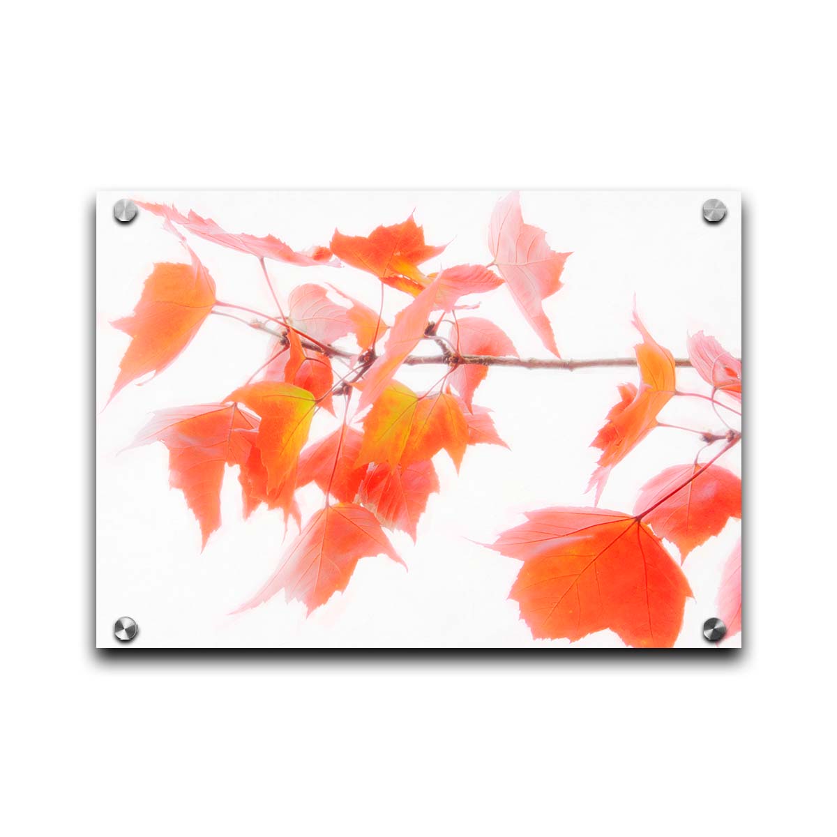 A photo of a twig covered in orange leaves against a bright white background. Printed on acrylic.