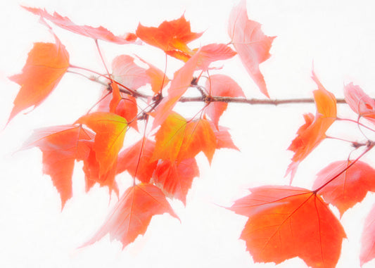 A photo of a twig covered in orange leaves against a bright white background.