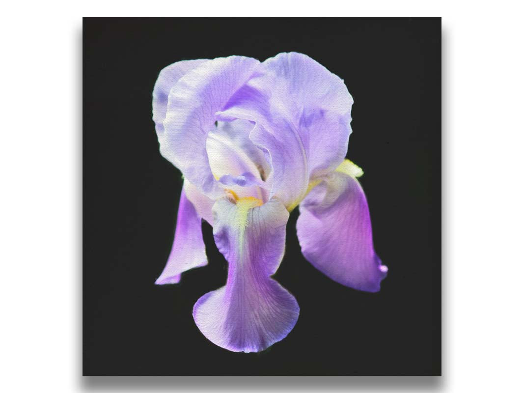 A photo of a purple iris flower, suspended on a black background. Printed on canvas.