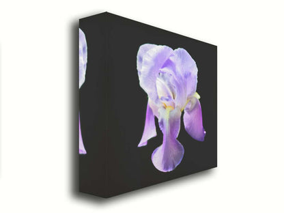 A photo of a purple iris flower, suspended on a black background. Printed on canvas.