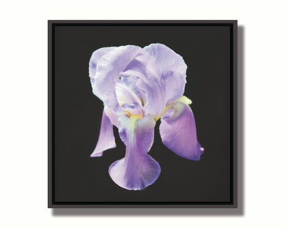 A photo of a purple iris flower, suspended on a black background. Printed on canvas in a float frame.